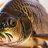Cyprinus-carpio.jpg